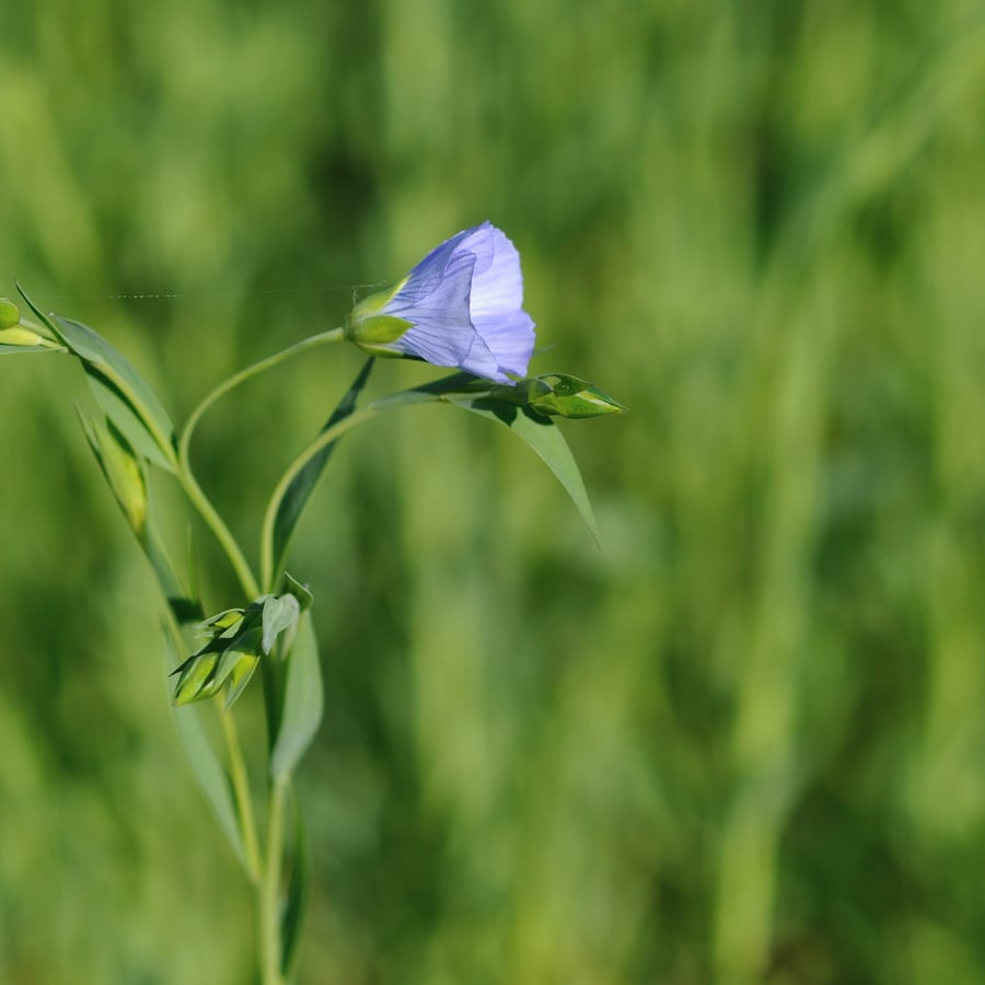 Vlas (Linum usitatissimum) zaden