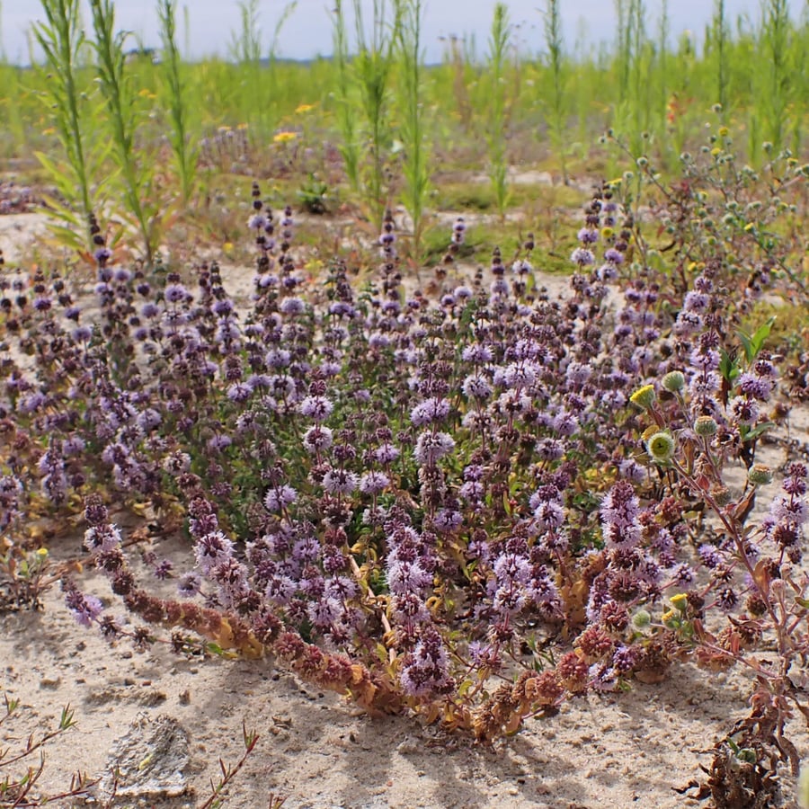 Polei (Mentha pulegium) zaden