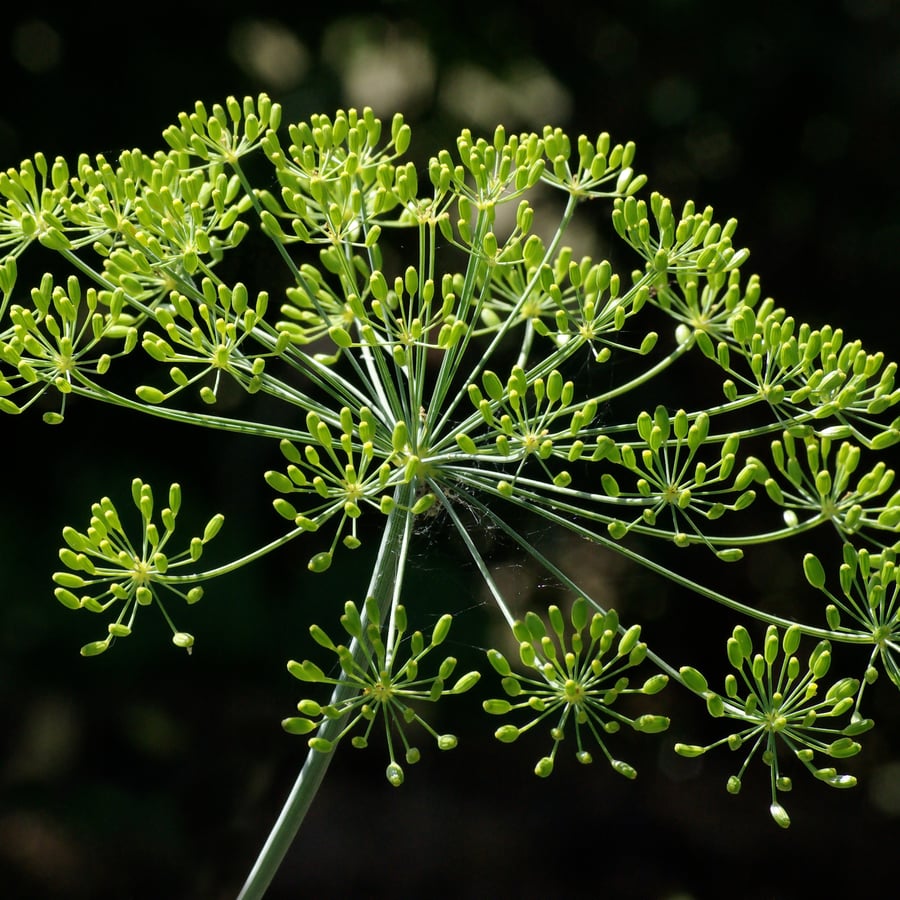 Dille (Anethum graveolens) zaden