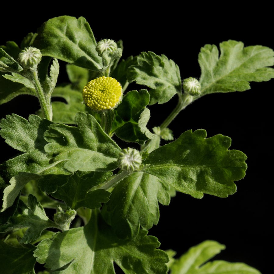 Moederkruid (Tanacetum parthenium) zaden