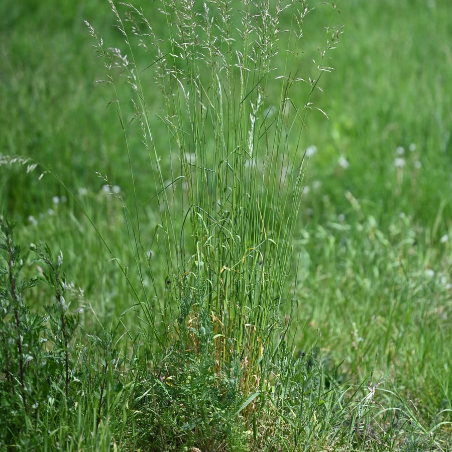 Glanshaver (Arrhenatherum elatius) zaden