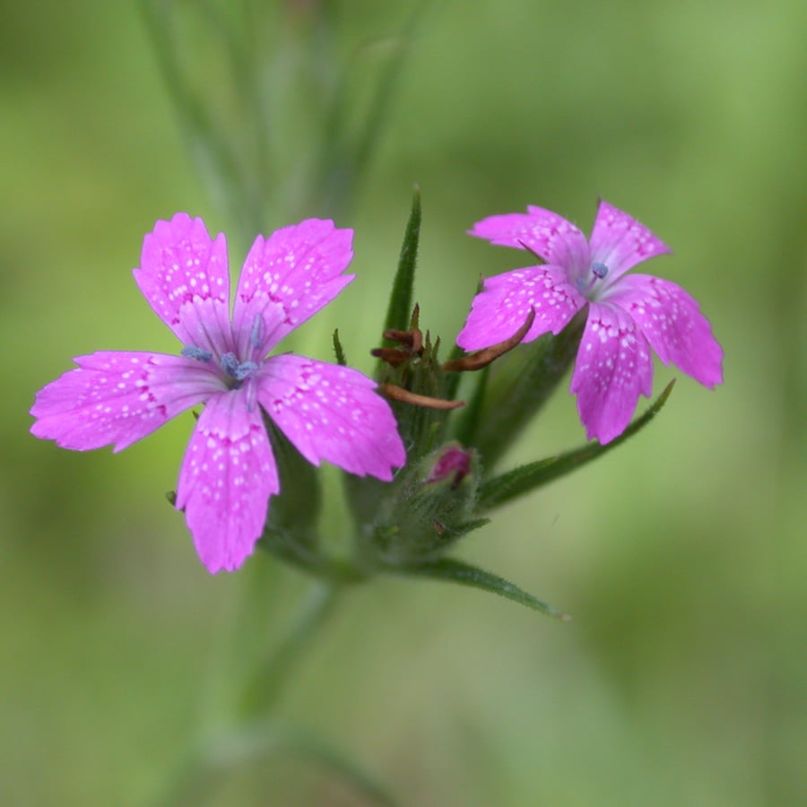 Ruige anjer BIO (Dianthus armeria) zaden