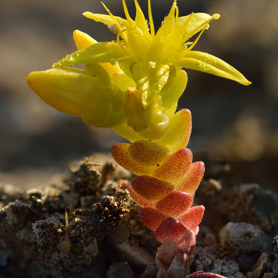 Muurpeper (Sedum acre) zaden
