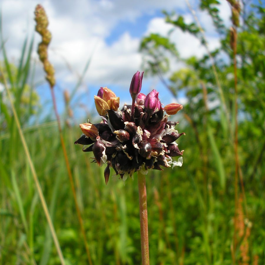 Slangenlook (Allium scorodoprasum) zaden