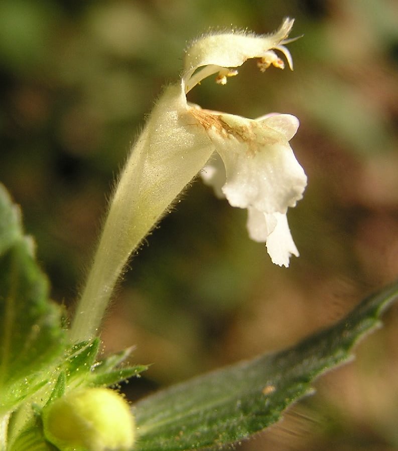 Bleekgele Hennepnetel (Galeopsis segetum) zaden
