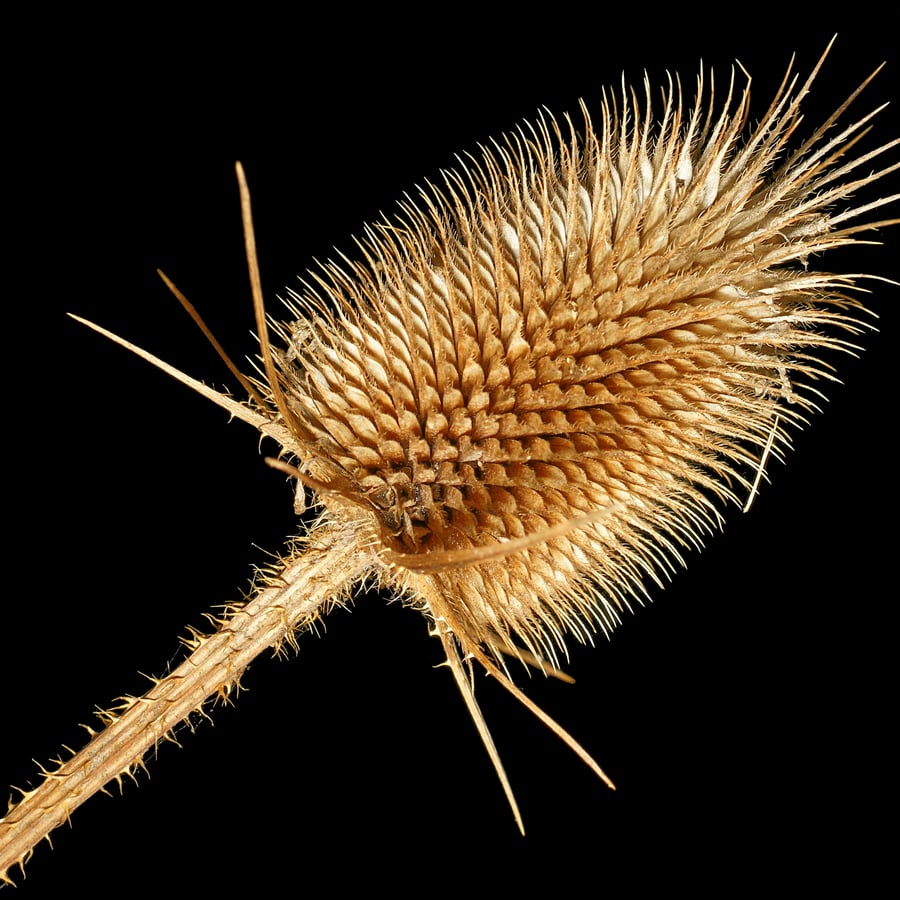 Slipbladige kaardenbol (Dipsacus laciniatus) zaden