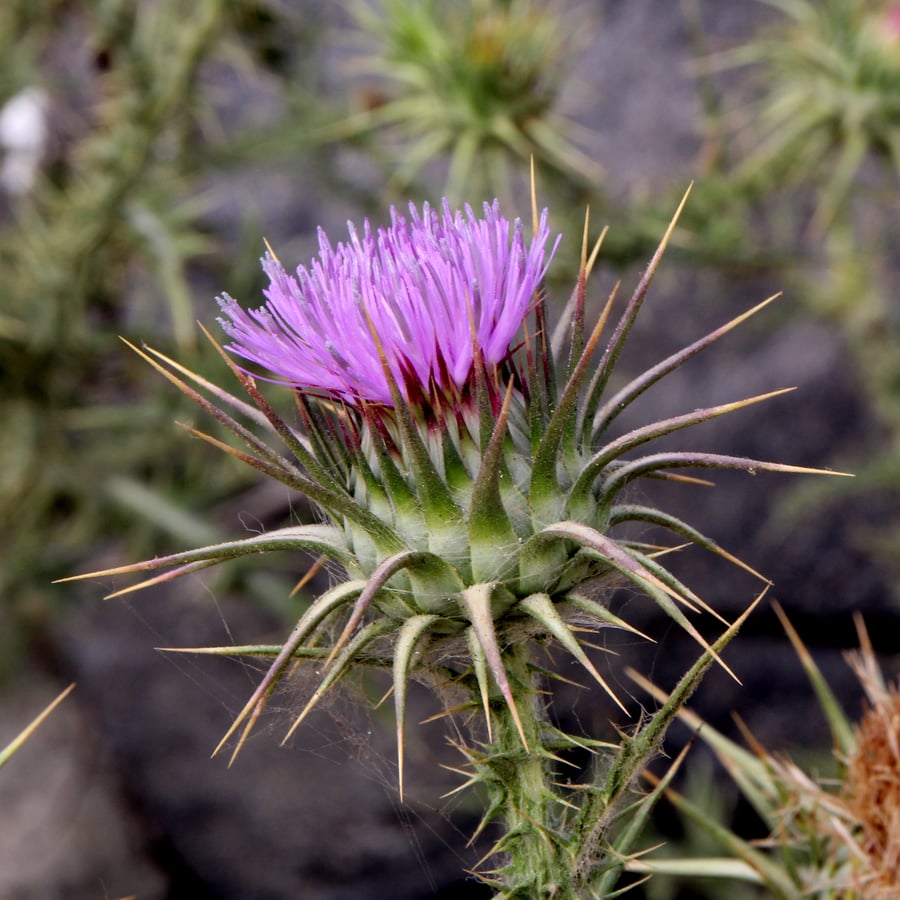 Knikkende distel (Carduus nutans) zaden