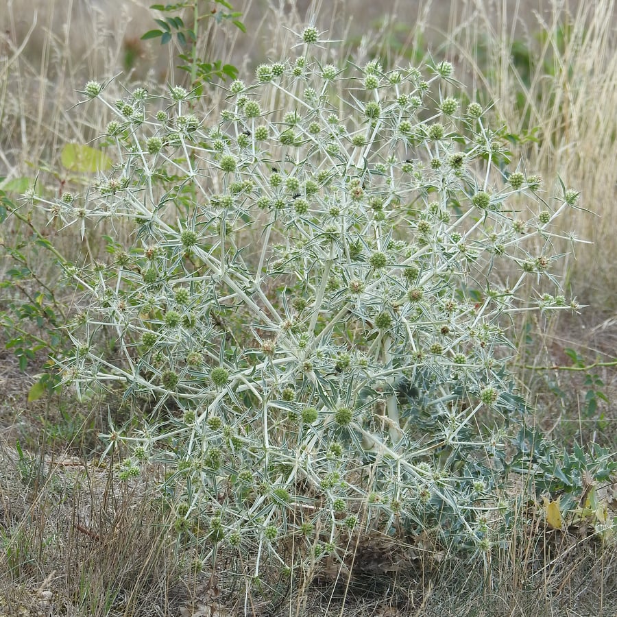 Echte kruisdistel (Eryngium campestre) zaden