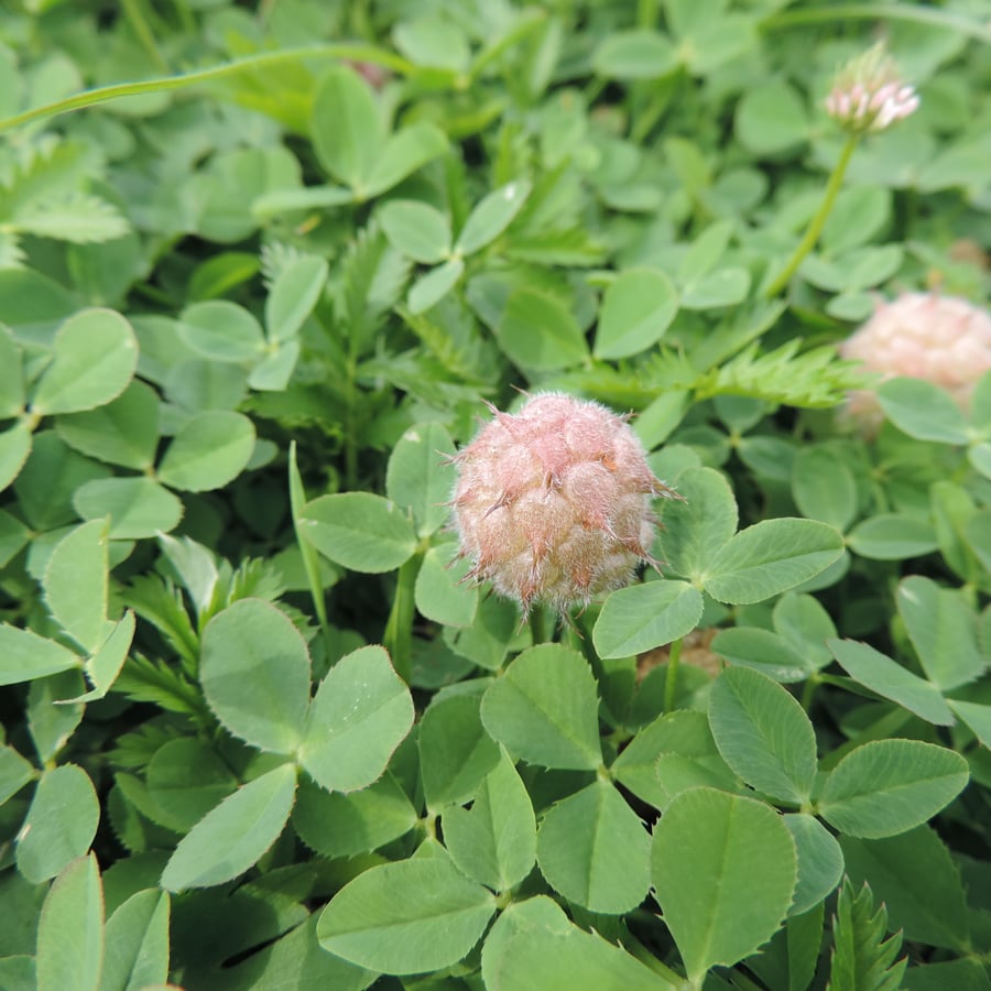 Aardbeiklaver (Trifolium fragiferum) zaden