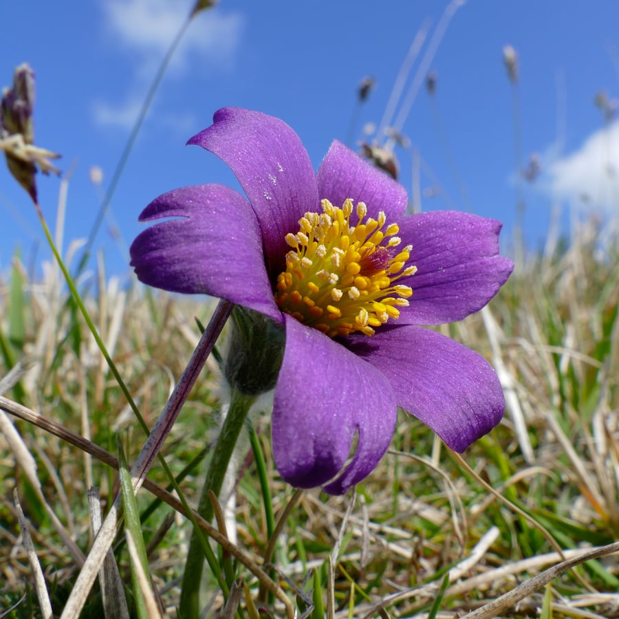 Wildemanskruid (Pulsatilla vulgaris) zaden