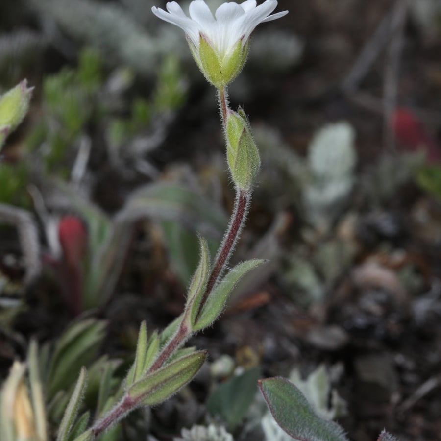 Akkerhoornbloem (Cerastium arvense) zaden
