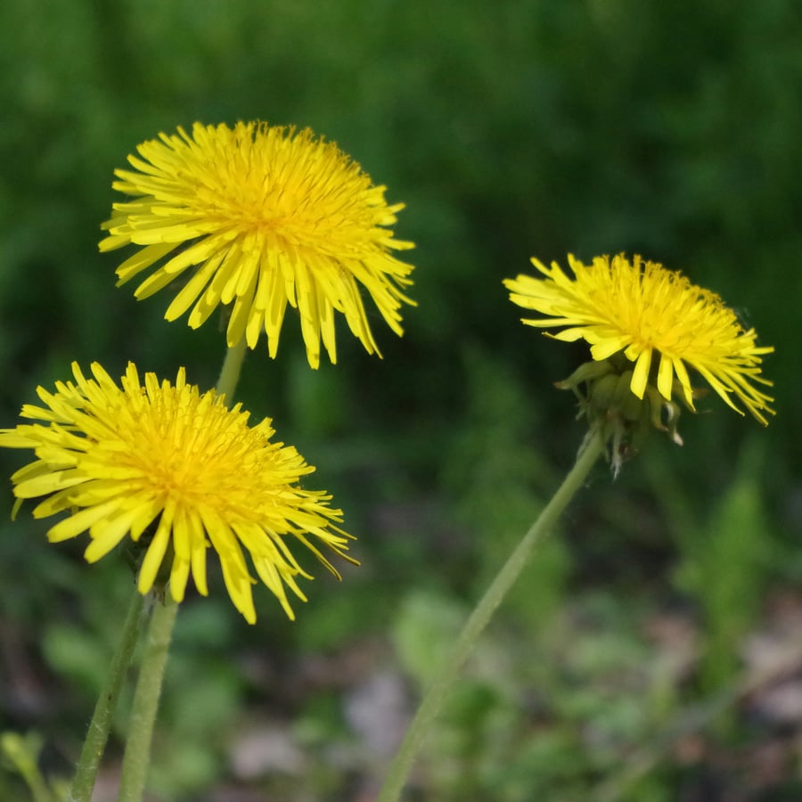 Paardenbloem BIO (Taraxacum officinale) zaden