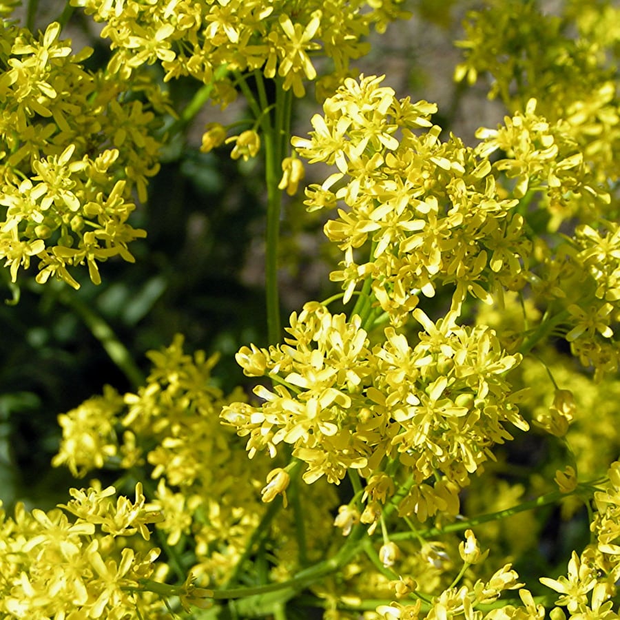 Wede (Isatis tinctoria) zaden