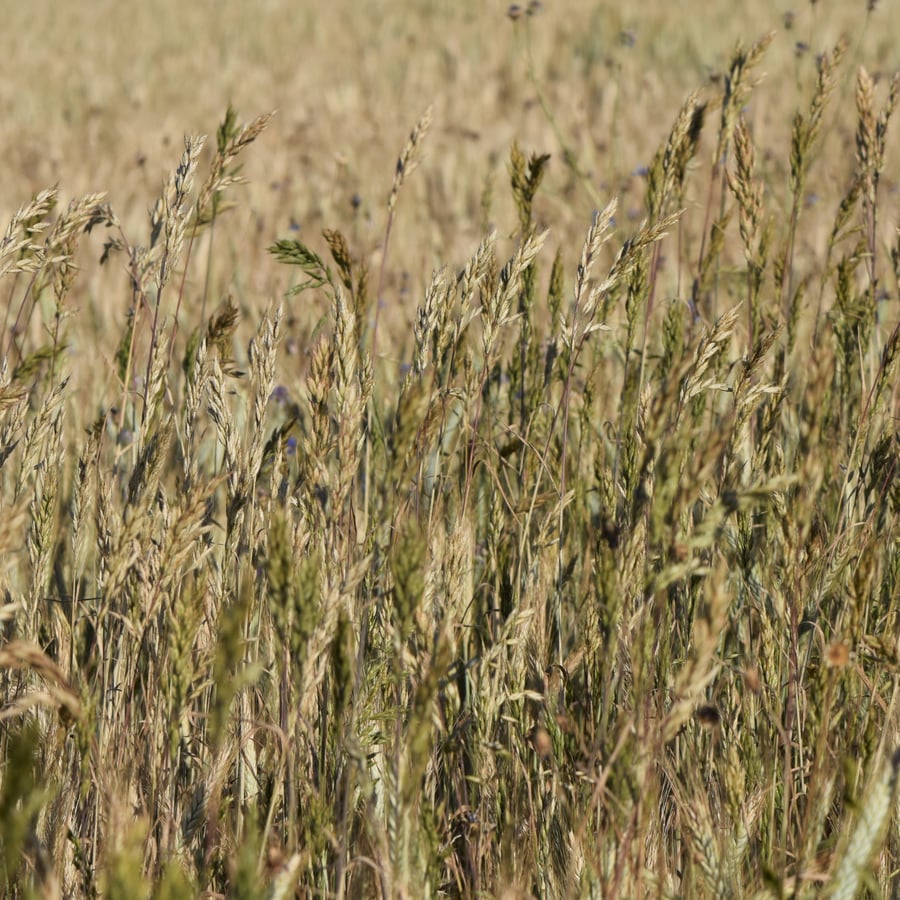 Dreps (Bromus secalinus) zaden