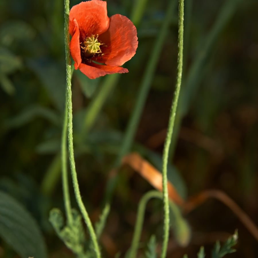 Bleke klaproos (Papaver dubium) zaden