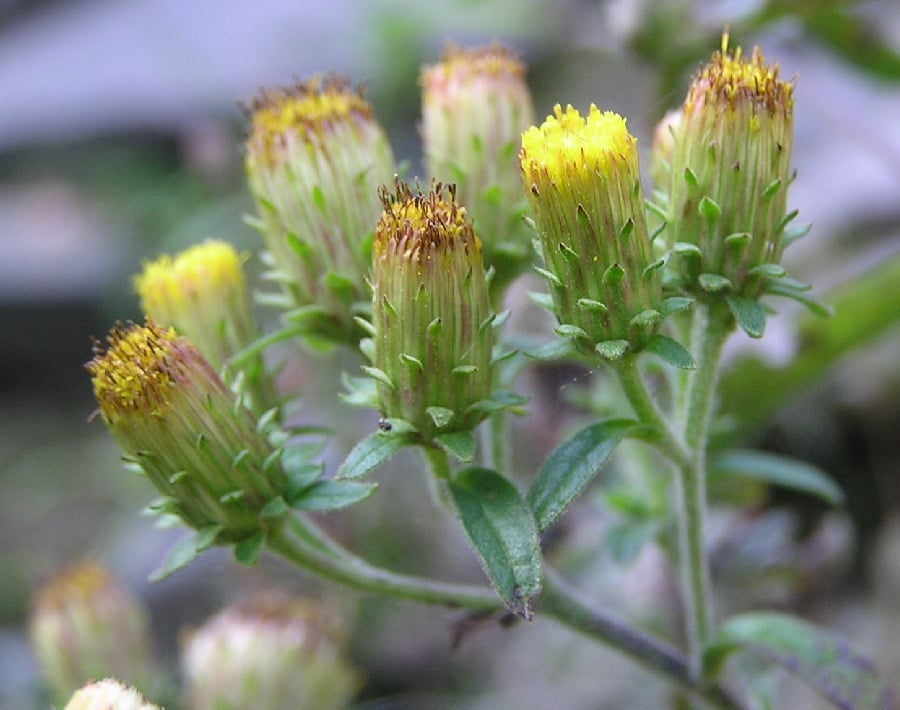 Donderkruid (Inula conyzae) zaden