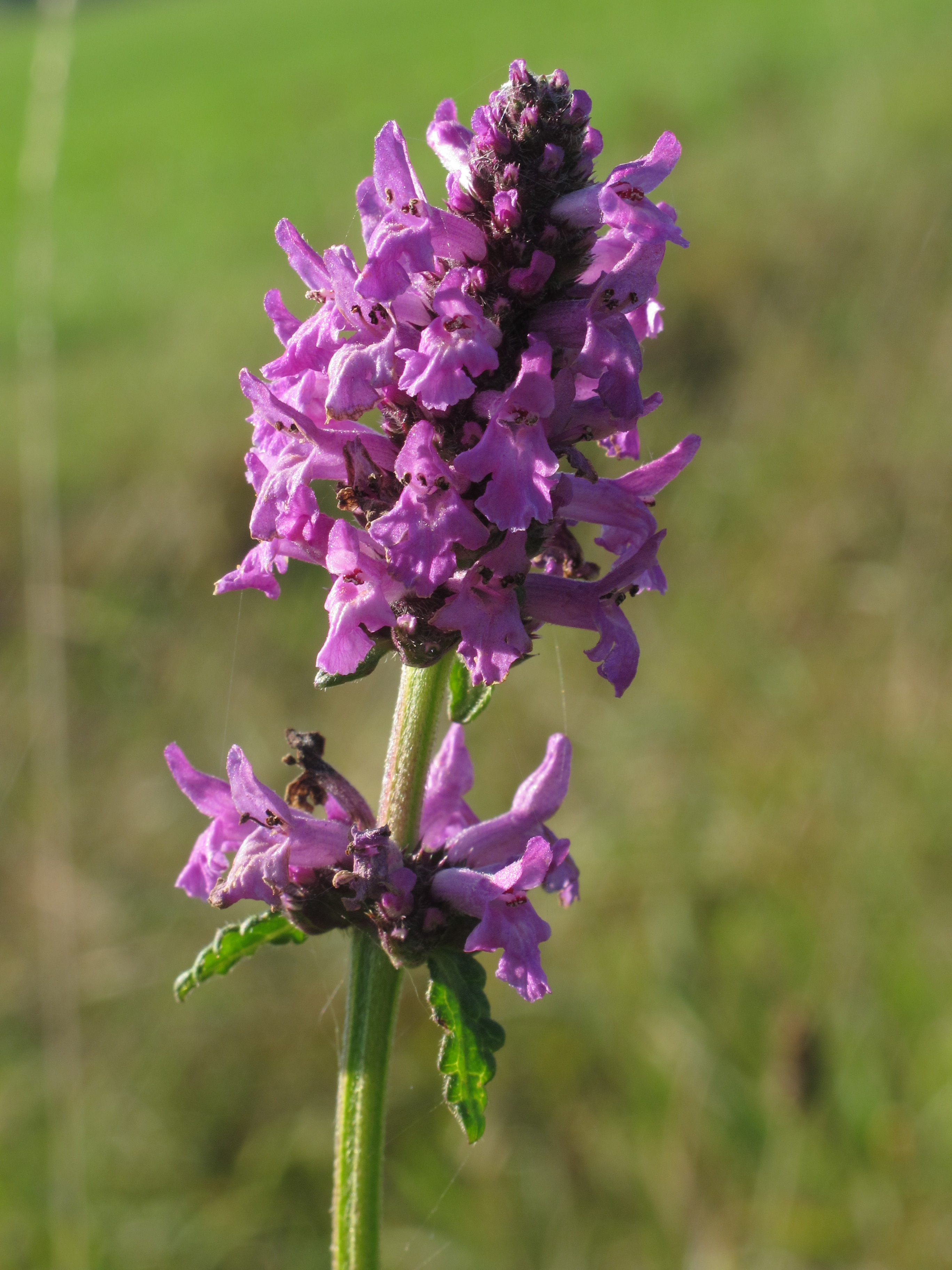 Betonie (Betonica officinalis) zaden