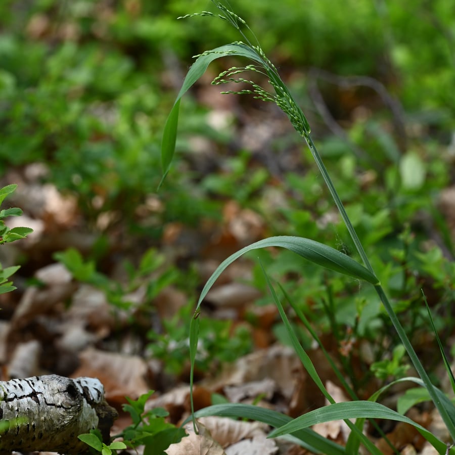 Bosgierstgras (Milium effusum) zaden