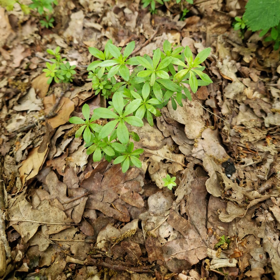 Lieve-vrouwe-bedstro (Galium odoratum) zaden