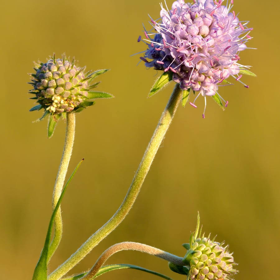 Blauwe knoop (Succisa pratensis) zaden