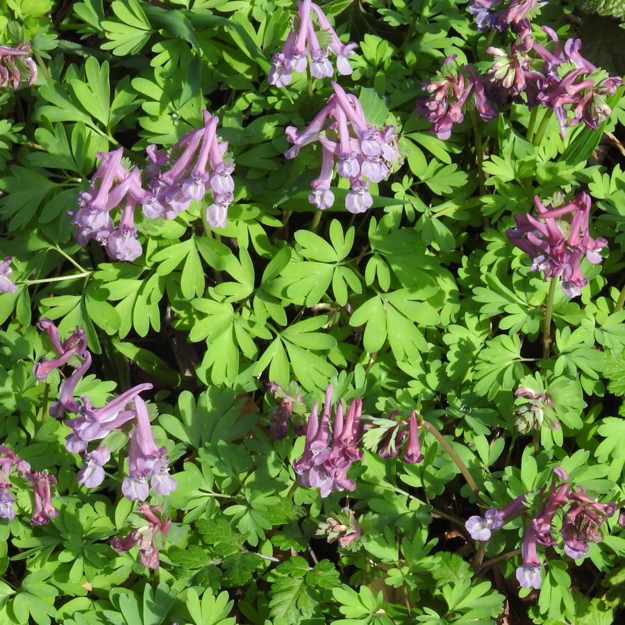 Vingerhelmbloem (Corydalis solida) zaden