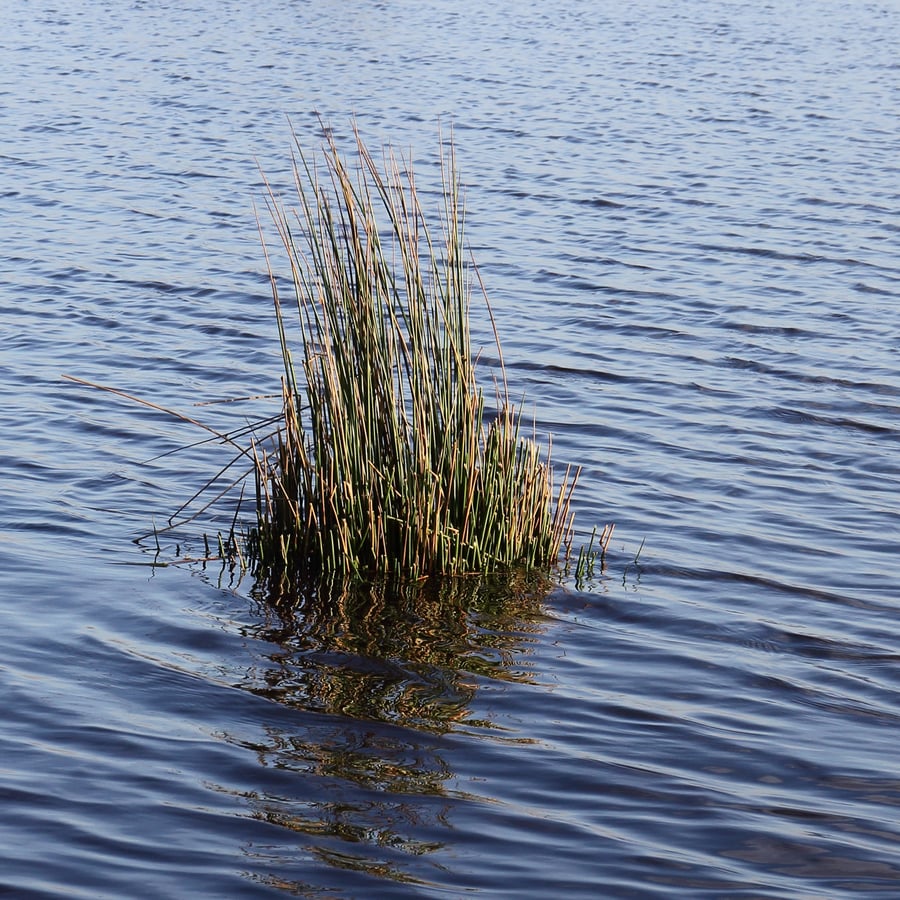 Pitrus (Juncus effusus) zaden