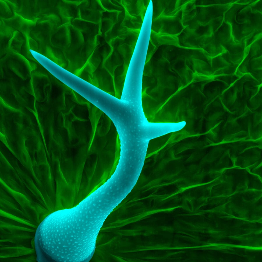 Zandraket (Arabidopsis thaliana) zaden