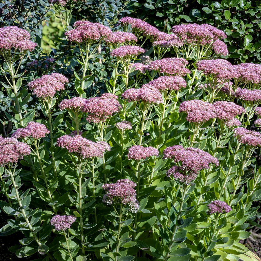 Hemelsleutel (Hylotelephium telephium) zaden