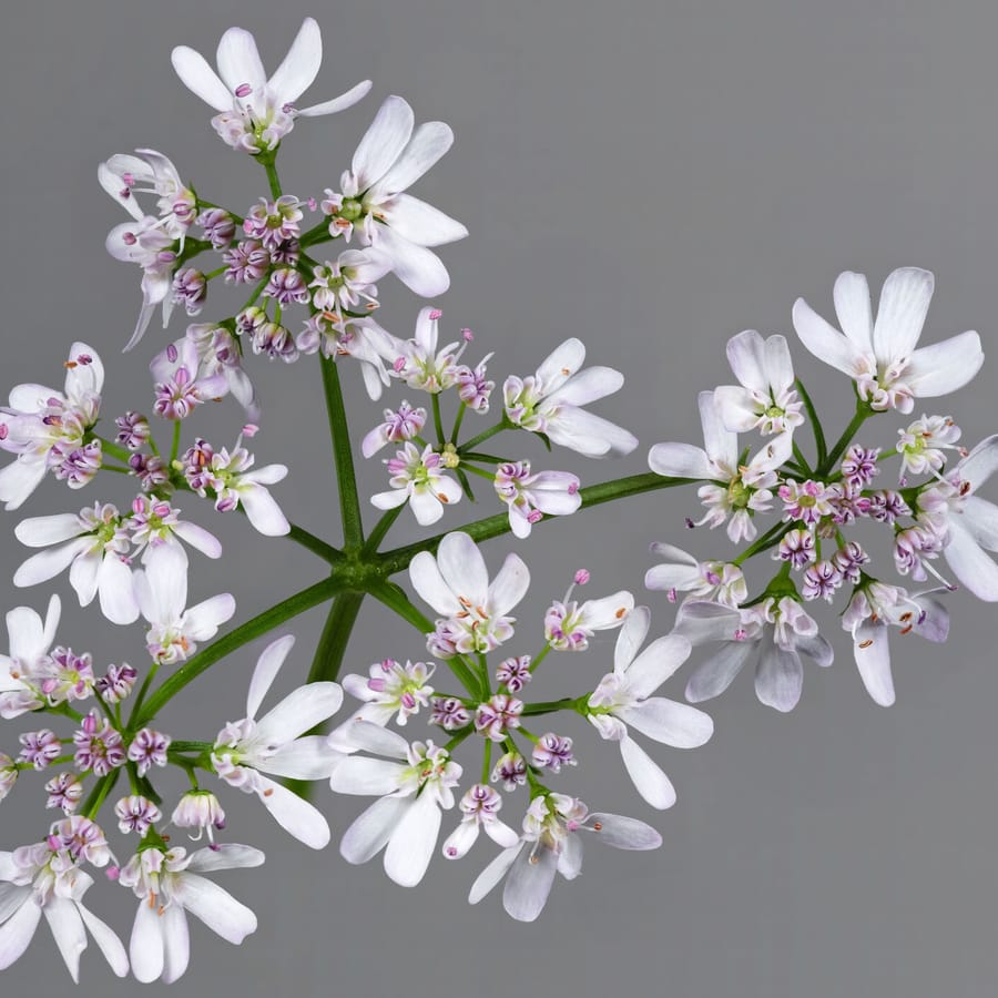 Koriander (Coriandrum sativum) zaden