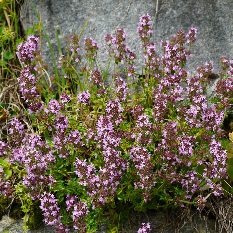 Echte tijm (Thymus vulgaris) zaden