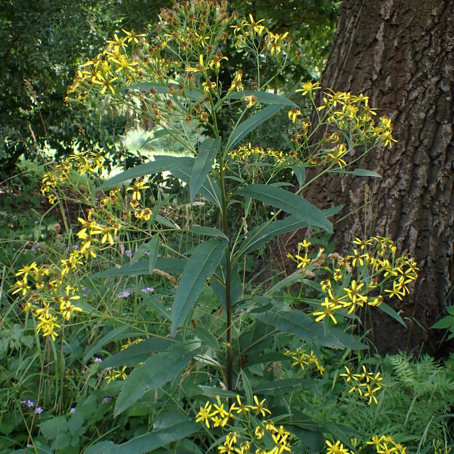Schaduwkruiskruid (Senecio ovatus) zaden