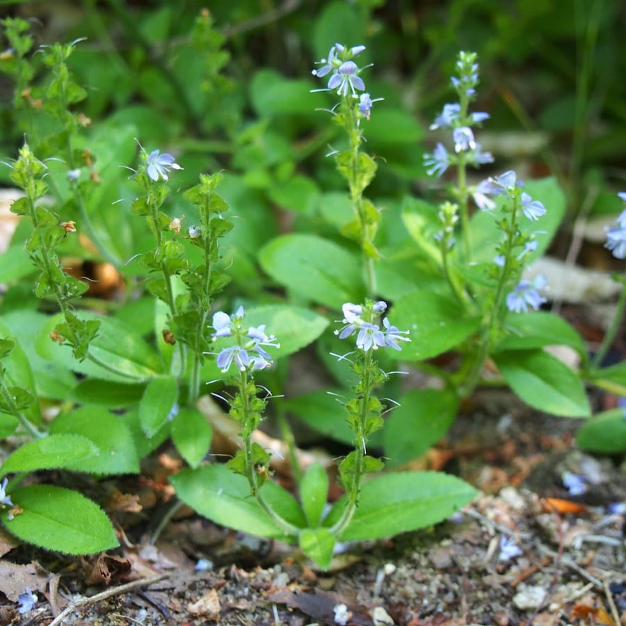 Mannetjesereprijs (Veronica officinalis) zaden