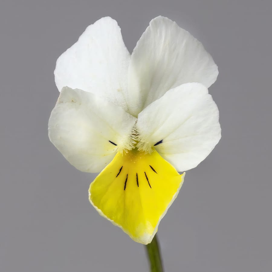 Akkerviooltje (Viola arvensis) zaden