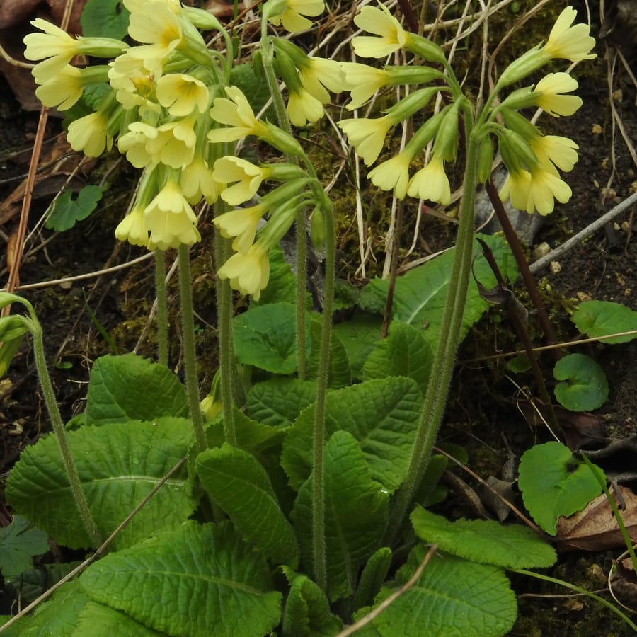 Slanke sleutelbloem (Primula elatior) zaden