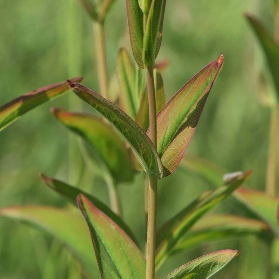 Berghertshooi (Hypericum montanum) zaden