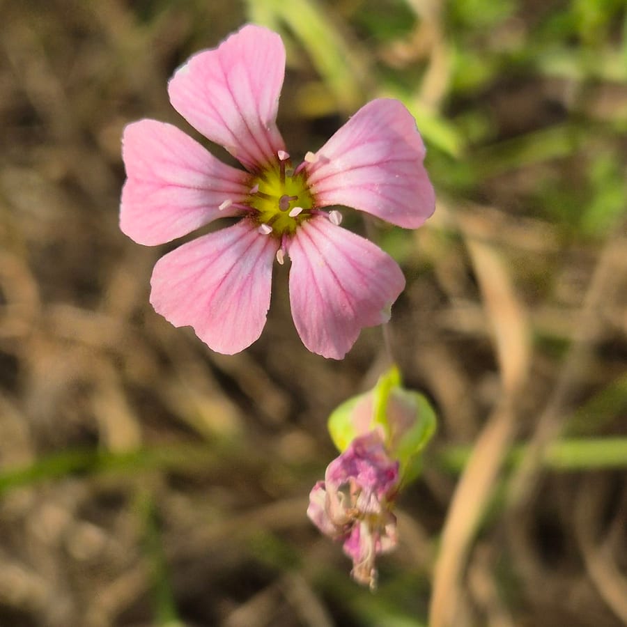 Koekruid (Vaccaria hispanica) zaden