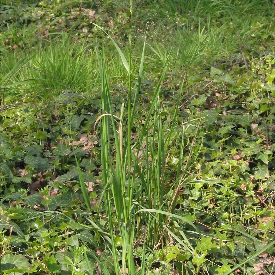 Grote vossenstaart (Alopecurus pratensis) zaden