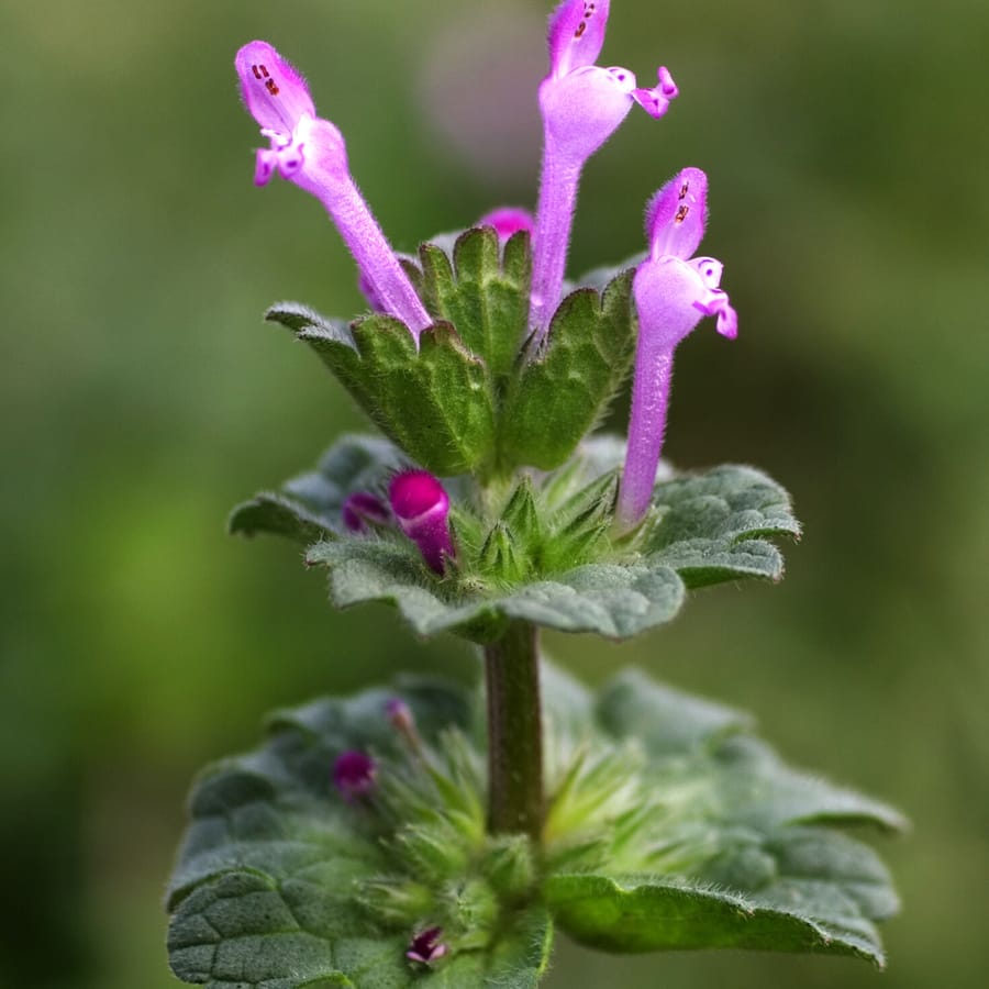 Hoenderbeet (Lamium amplexicaule) zaden