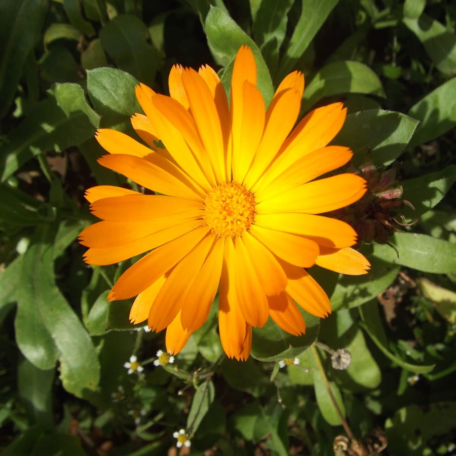 Tuingoudsbloem (Calendula officinalis) zaden