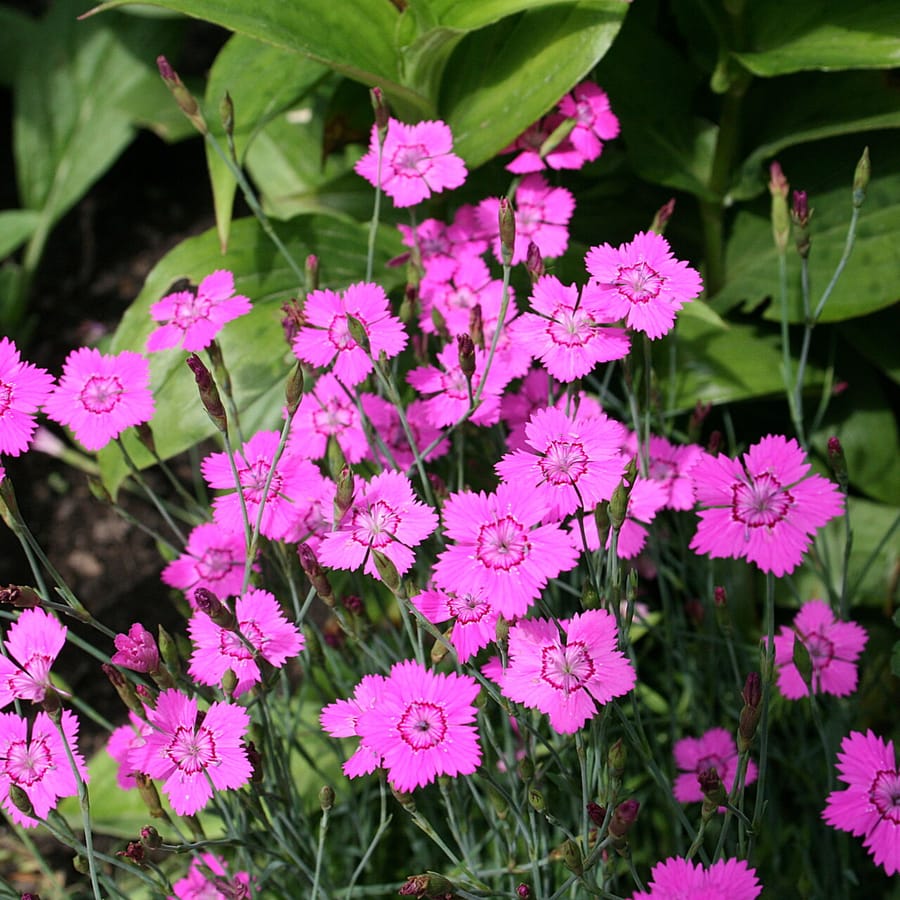 Steenanjer (Dianthus deltoides) zaden