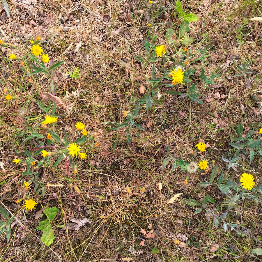 Stijf havikskruid (Hieracium sect. Tridentata) zaden