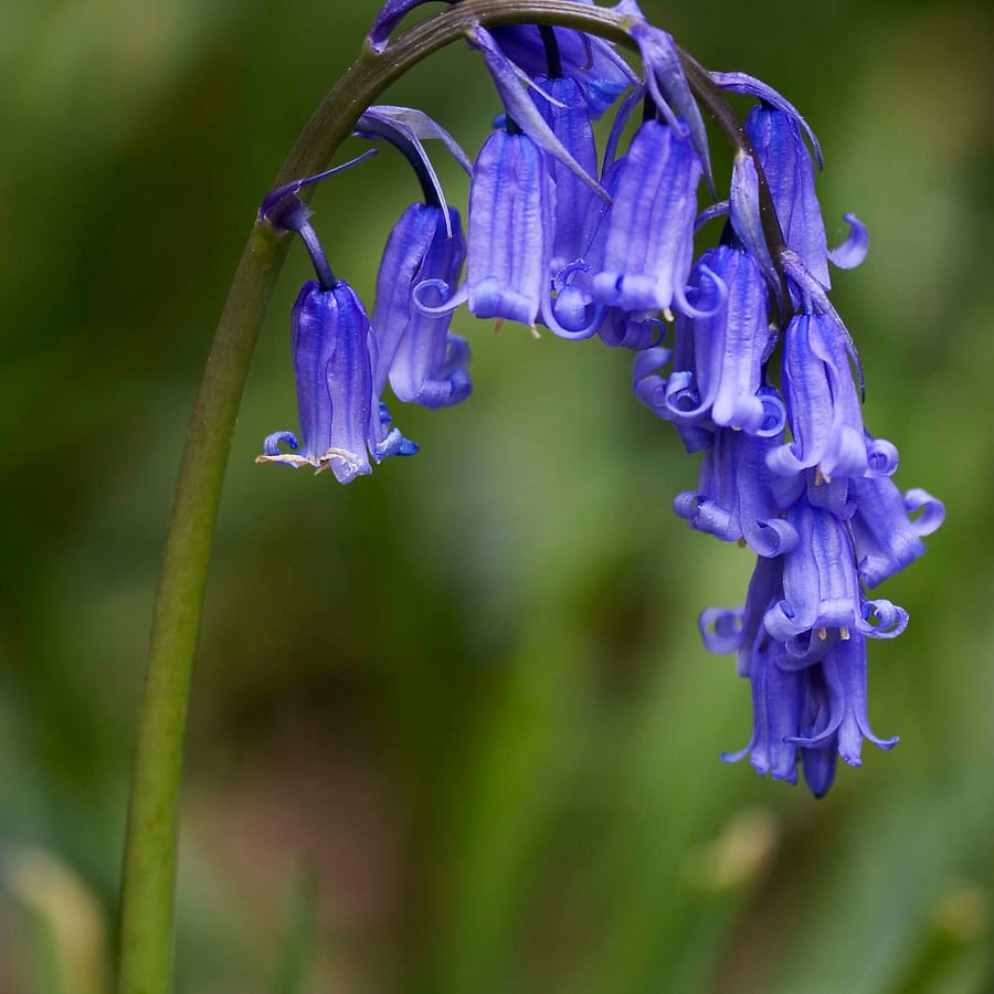 Wilde hyacinth (Hyacinthoides non-scripta) zaden