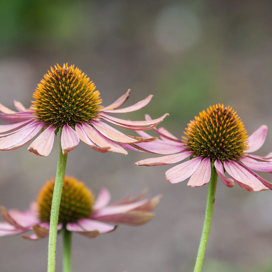 Zonnehoed (Echinacea purpurea) zaden