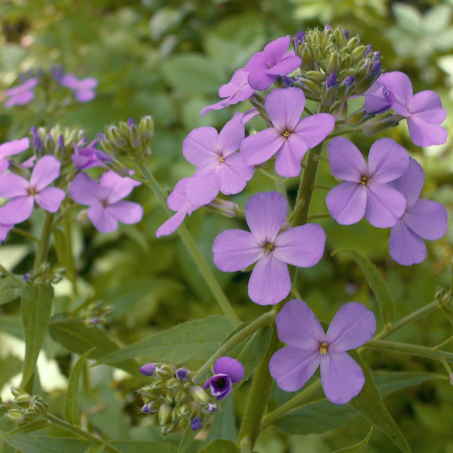 Damastbloem (Hesperis matronalis) zaden