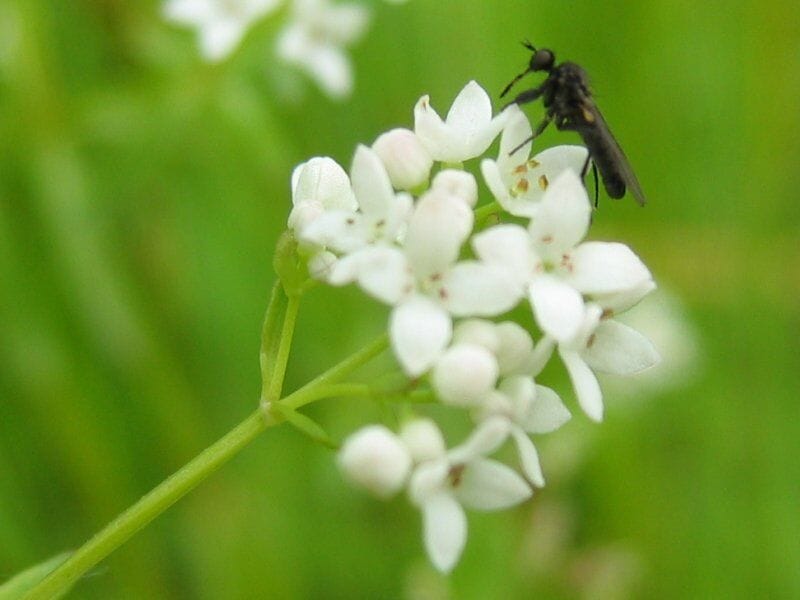 Moeraswalstro (Galium palustre) zaden