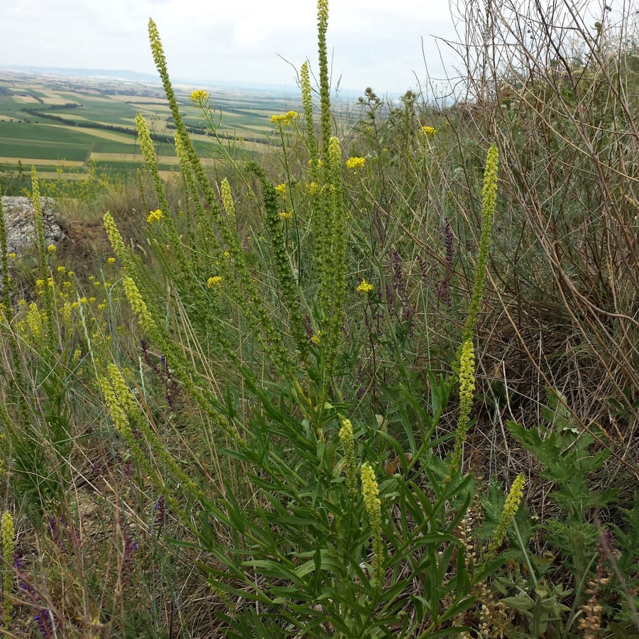 Wouw (Reseda luteola) zaden