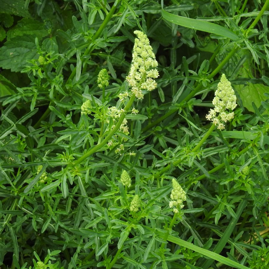 Wilde reseda (Reseda lutea) zaden