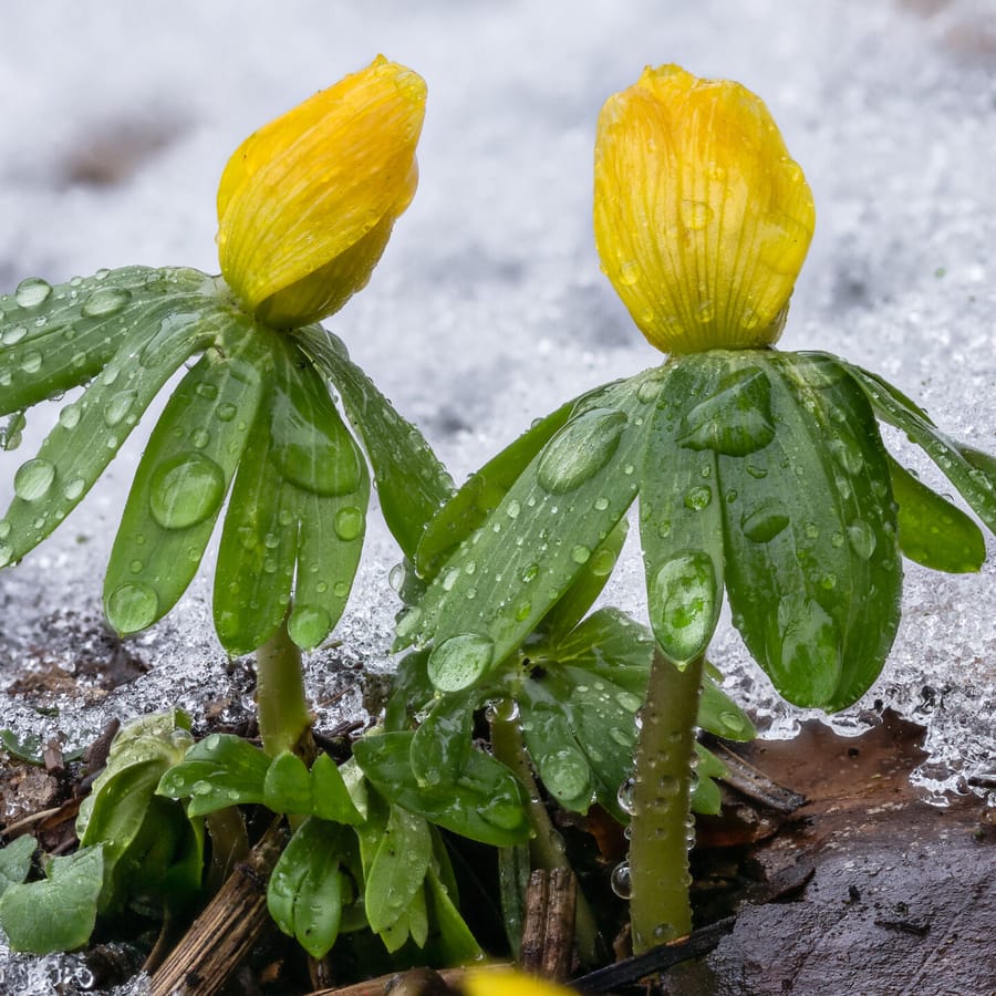 Winterakoniet (Eranthis hyemalis) zaden