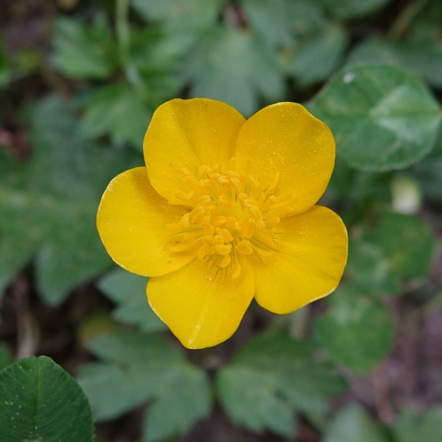 Kruipende boterbloem (Ranunculus repens) zaden