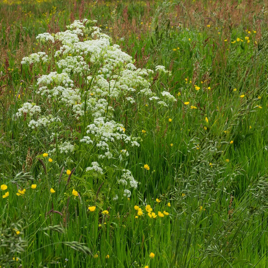 Fluitenkruid (Anthriscus sylvestris) zaden